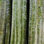 beneficii castravete amar