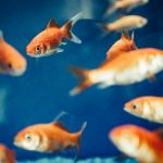 Pestele Neon – hranire, reproducere, crestere