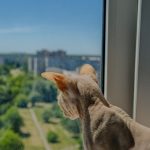 Ingrijirea pisicilor fara blana