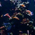 creștere pesti acvariu