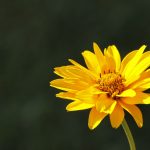 Remedii pe baza de arnica