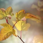 Ce este fotosinteza?