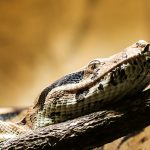 Cum îngrijim șarpele boa – ghid esențial pentru îngrijirea acestui prădător exotic