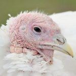 Curcanii din rasa Bronzată de Stavropol – soluția ideală pentru creșterea tradițională și carne de calitate