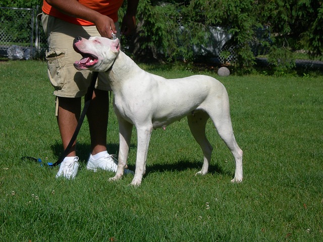 Dogo Argentino: câine puternic, curajos și devotat