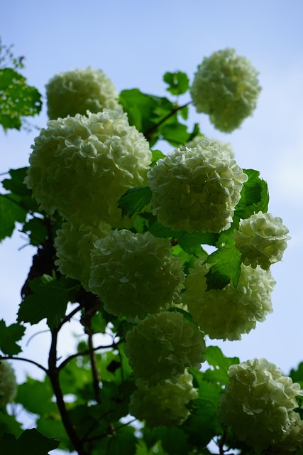 Viburnum opulus Roseum: arbust spectaculos cu flori în formă de bulgări