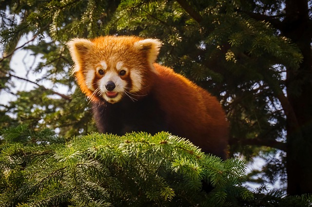 Panda roșu: micul acrobat al pădurilor din Himalaya