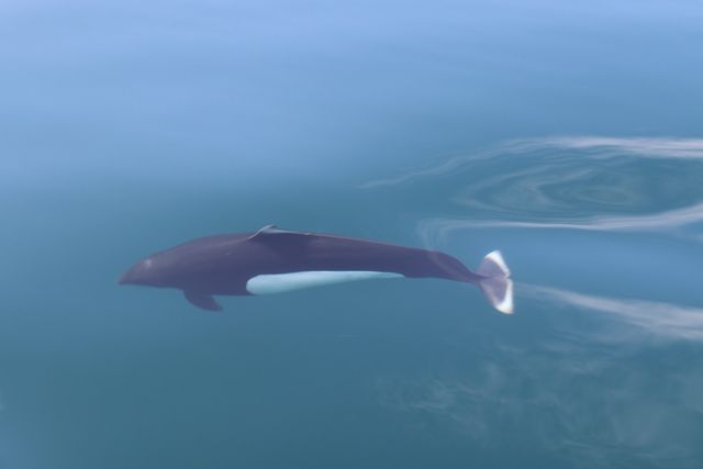 Delfinul Dall: unul dintre cei mai rapizi cetacei ai oceanelor